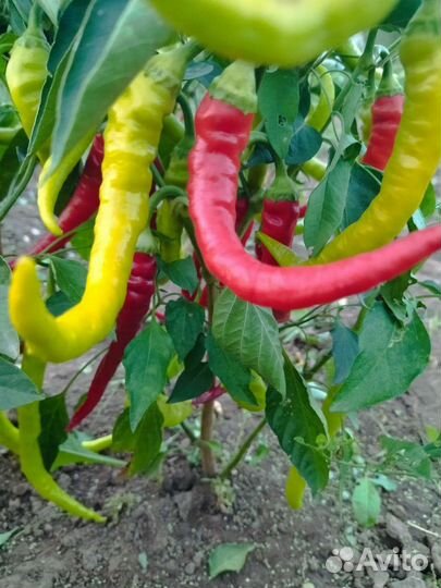 Перчик острый