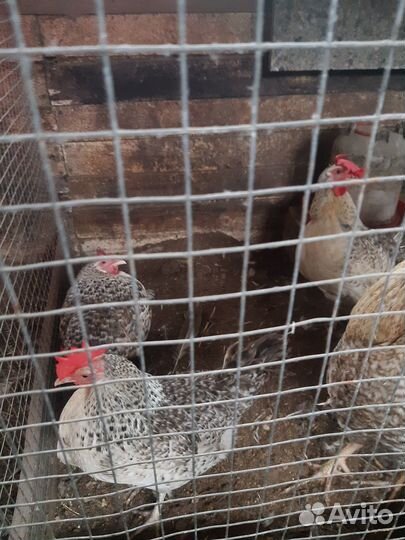 Яйцо инкубационное порода Адлер Серебристый