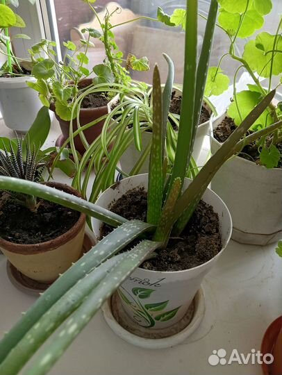 Продам цветы комнатные