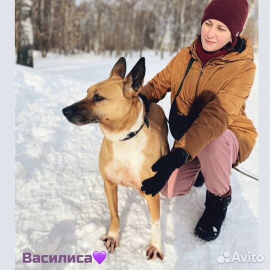 Собака в добрые руки