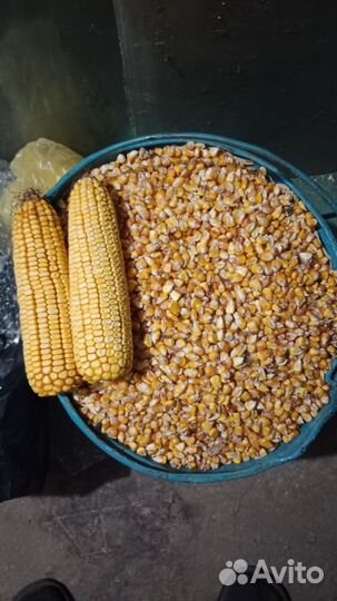 Продам кукурузу