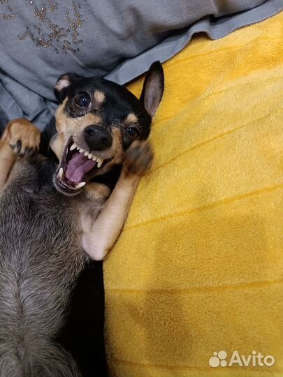 Вязка той-терьер