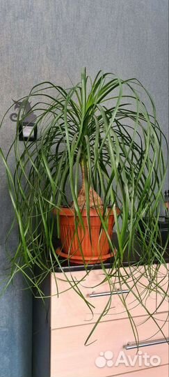 Нолина (бокарнея)