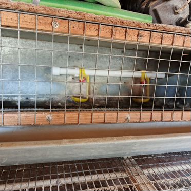 Клетки для перепелов