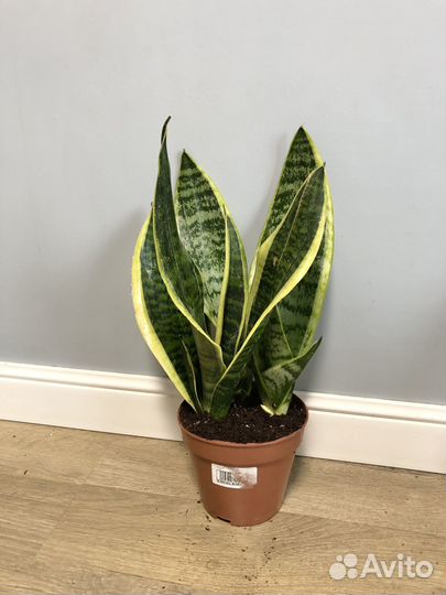 Сансевиерия Футура суперба