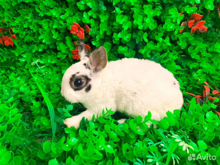 Мини карликовый кролик - Вислоухий малыш
