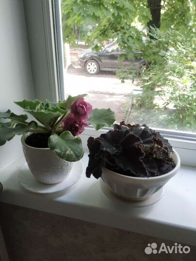 Фиалка Ле Роза Ветров, Бегония black mamba