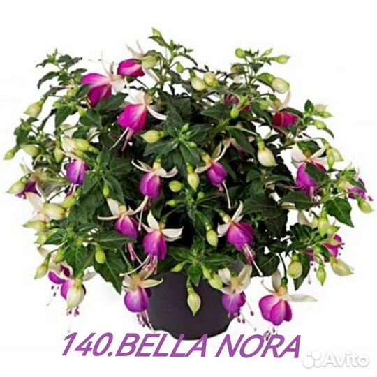 Фуксия мелкашка