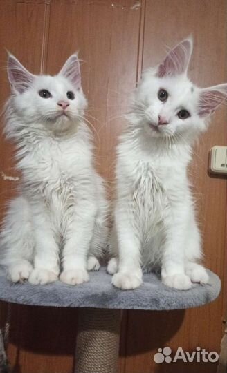 Котята Мейн кун