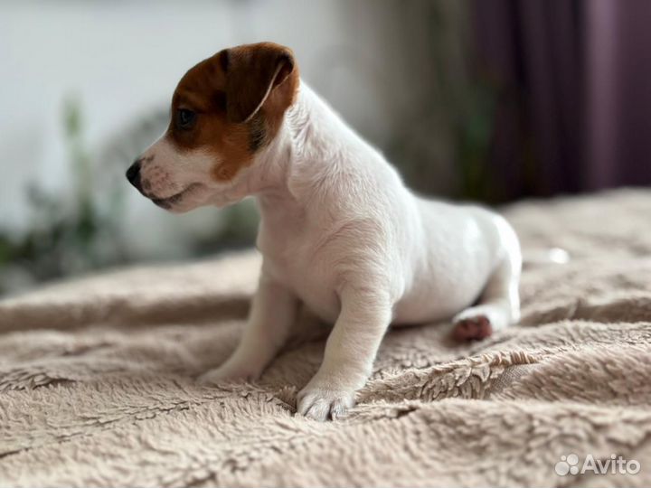 Щенки джек рассел терьер девочка