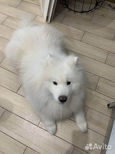 Груминг собак и кошек с выездом