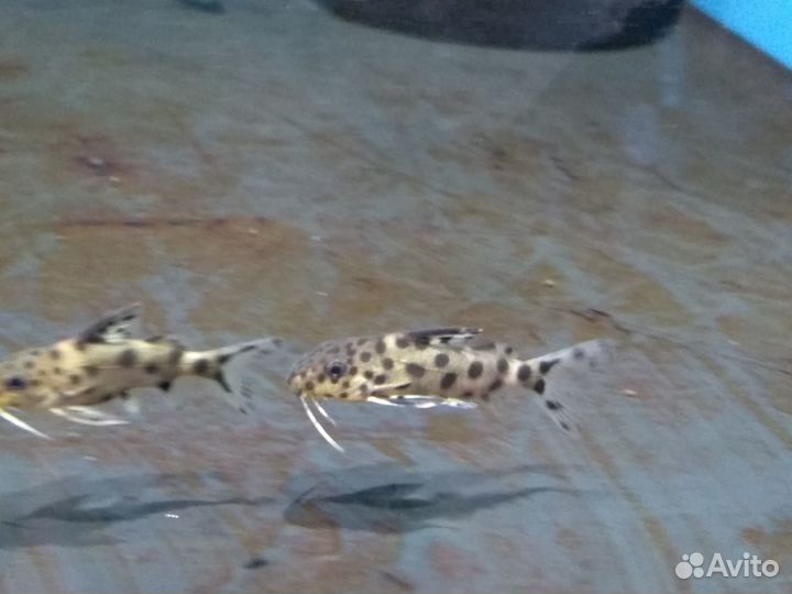 Сомы для аквариума