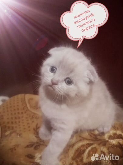 Шотландская