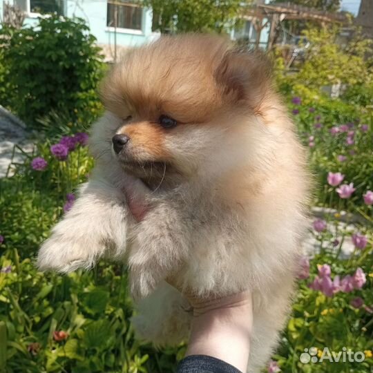 Щенки шпица