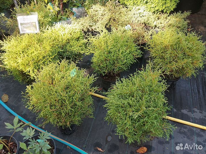 Туя шар Мистер Боулинг Бол 40-50см