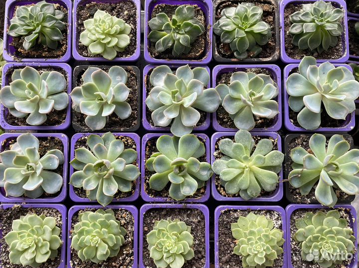 Разные Суккуленты, эхеверии