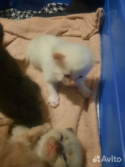 Котята