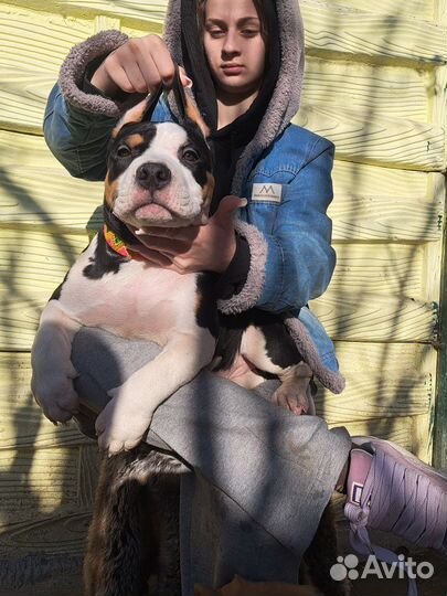 Булли Бизон