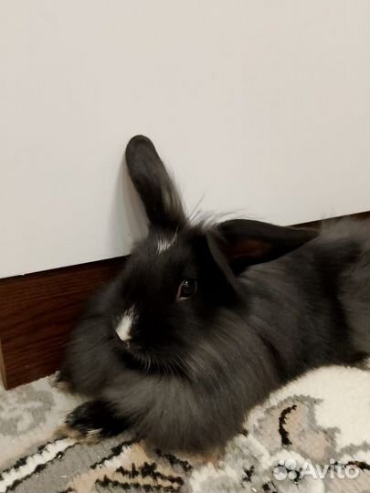 Декоративные кролики