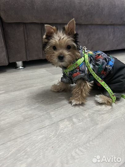 Йоркширский терьер