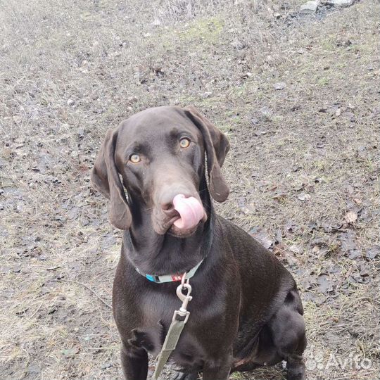 Курцхаар вязка