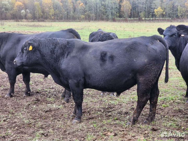 Быки на племя