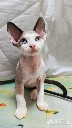 Котик Девон рекс