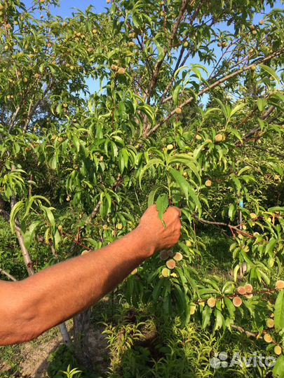 Саженцы персика