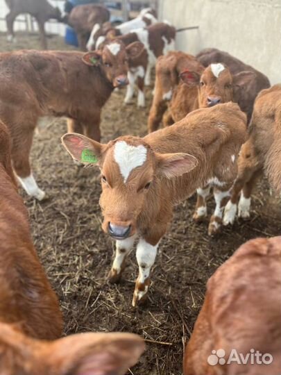 Телята бычки доставка