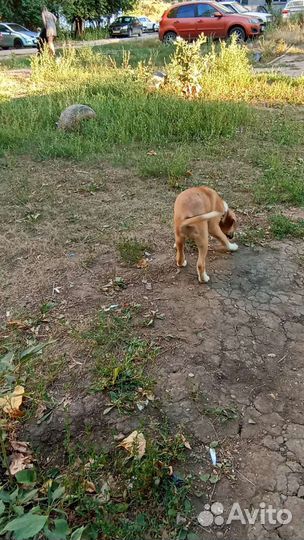 Собака в добрые руки щенок