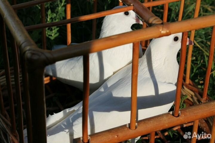 Голуби на свадьбу