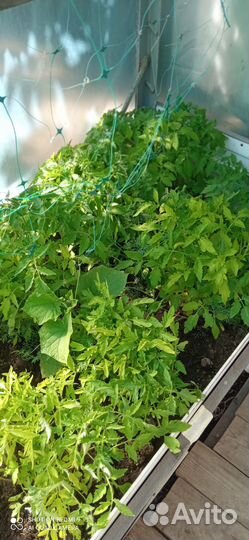 Рассада томатов