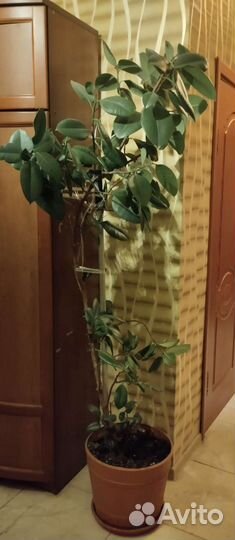 Фикусовое дерево