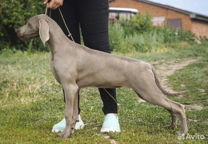 Веймаранер. Щенок. Девочка