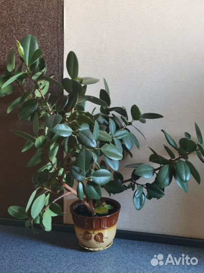 Фикус. Большой в красивом горшке