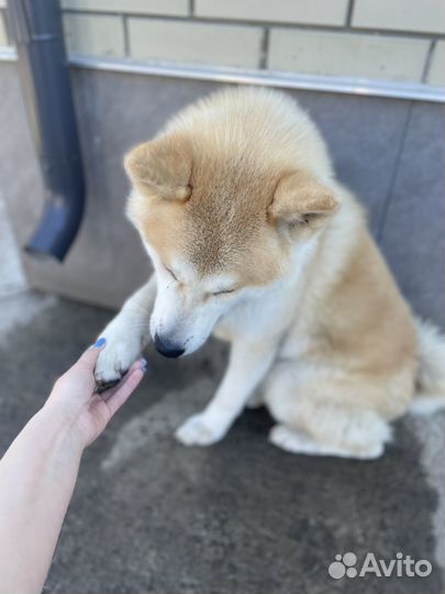 Случка собак