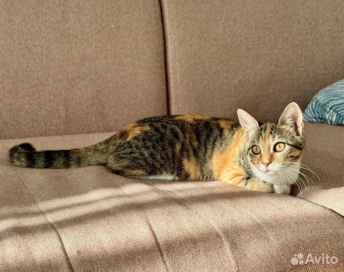 Котенок Бусинка ищет добрые руки