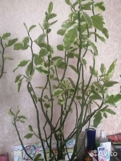 Педилантус