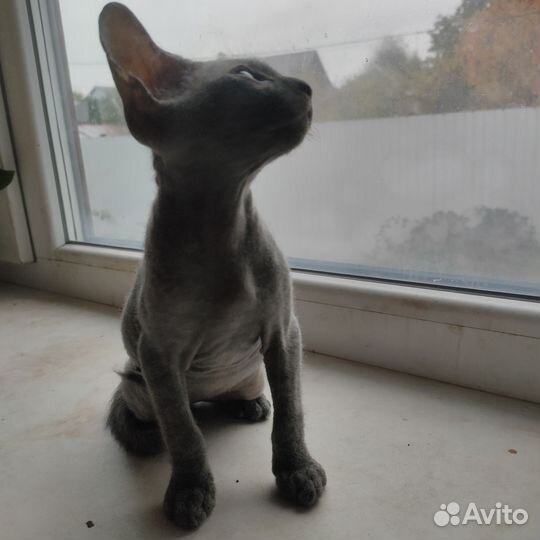 Донской сфинкс котята