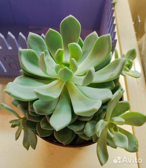 Суккуленты эхеверии