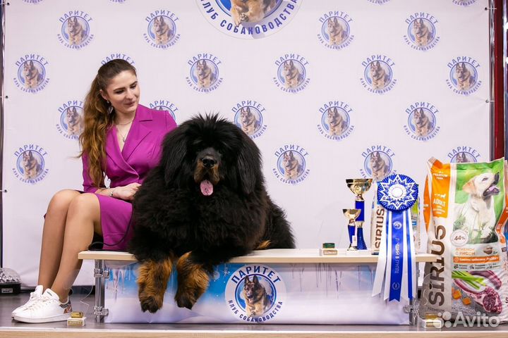 Тибетский мастиф вязка