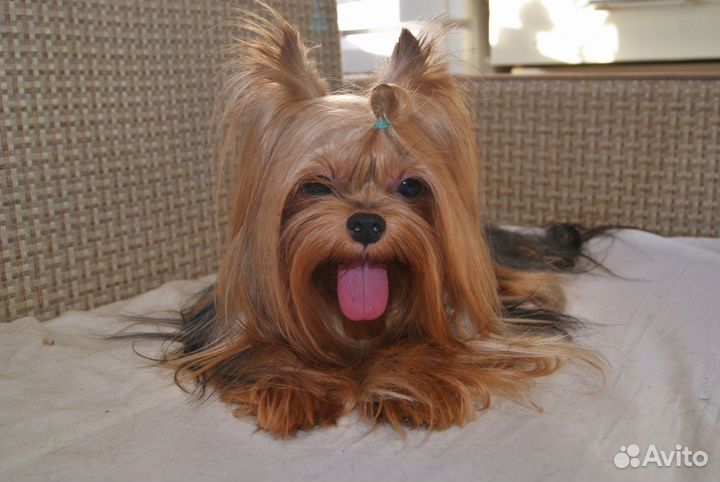 Йоркширский терьер вязка