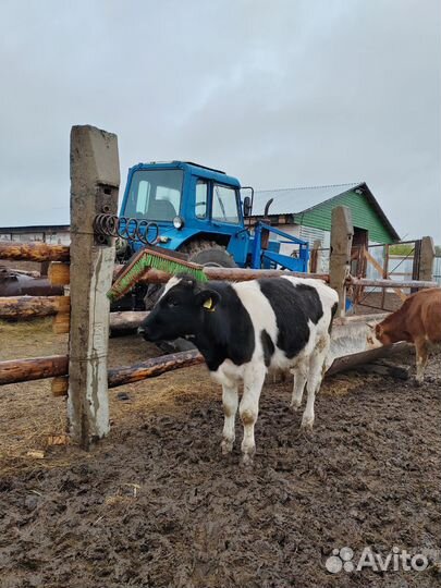 Бычки 6 месяцев