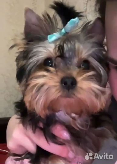 Йоркширский терьер мини