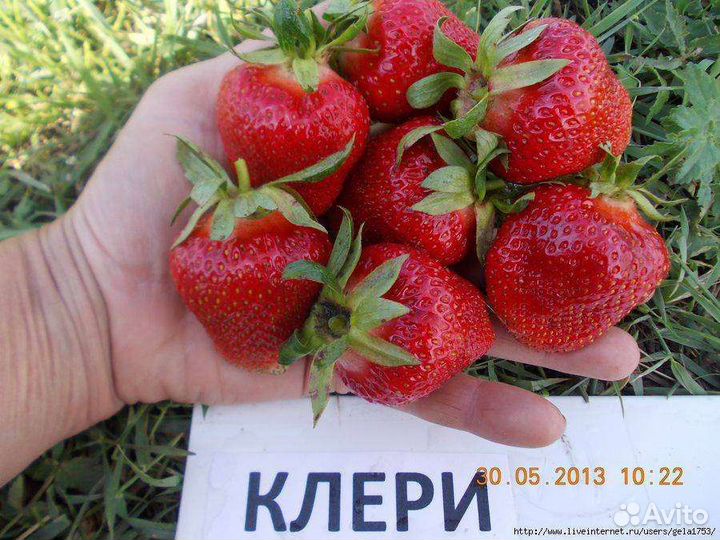 Саженцы крупноплодной клубники клери