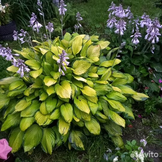 Продам хосту