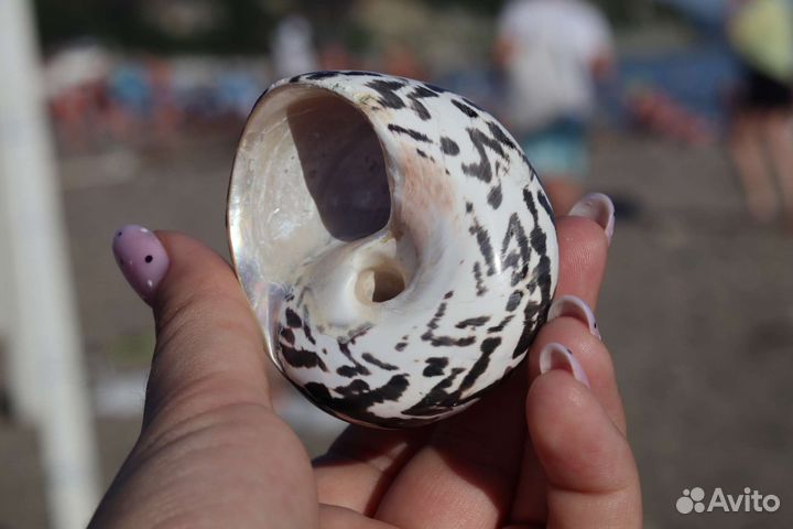 Ракушка Cittarium pica