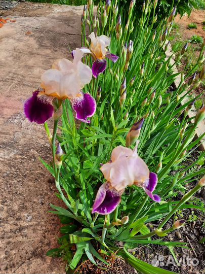 Садовые цветы