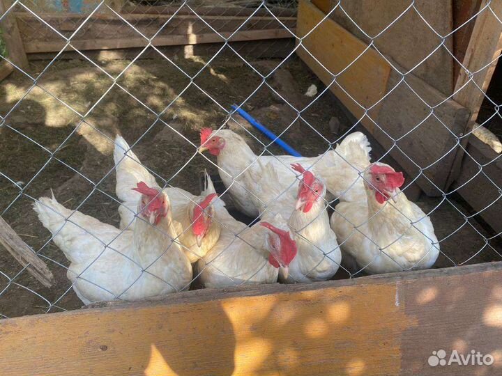 Куры несушки, самовывоз