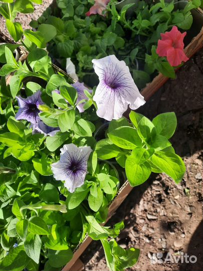 Продается рассада